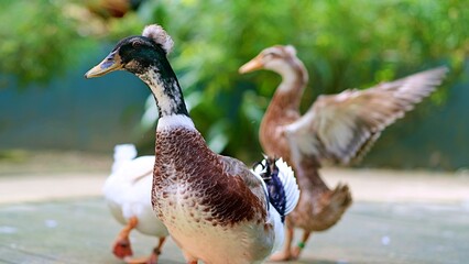 Crested Indian Runner duck with ducks open wings in Bird Park