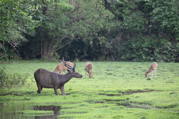 A nature scene at Wilpattu national park showing samba and spotted deer feeding on lush green grass near an overflowing waterhole.