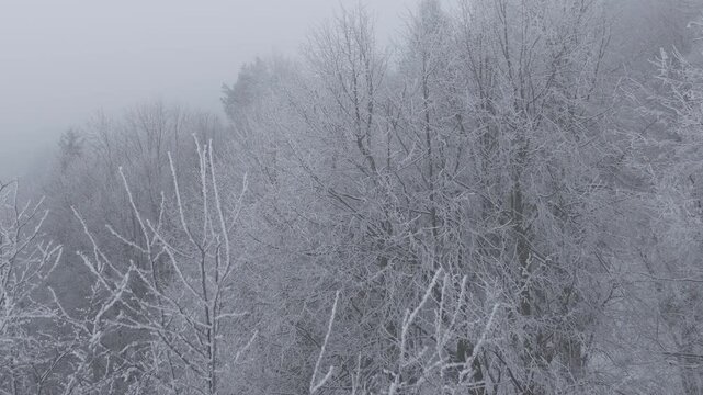 AERIAL Bare deciduous trees coated in frost stretch into fog, their branches forming delicate lace patterns in still winter air. Misty forest glows softly, portraying quiet elegance of snowy landscape