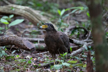A serpent eagle walking through the undergrowth looking for food.