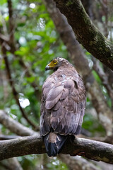 A serpent eagle watchfully gazing from the branch of a tree.