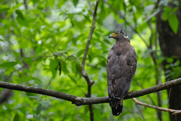 A serpent eagle watchfully gazing from the branch of a tree.