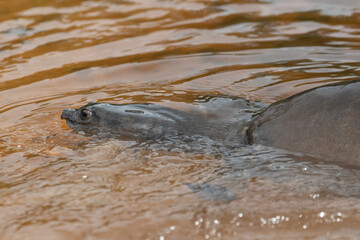 A Sri Lankan flapshell turtle partially submerged in the shallow muddy waters of a lake.
