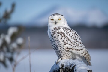 Majestic snowy owl perched on a snow-covered branch in winter habitat