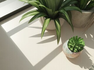 Bright sunlight illuminates potted plants on a desk with laptop