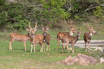 A herd of spotted deer cautiously approach a waterhole.