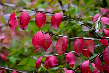 Winged spindle (Japanese Nishikigi) autumn leaves. Celastraceae deciduous shrub. One of the three major autumn foliage trees in the world, it is also known as Burning bush.
