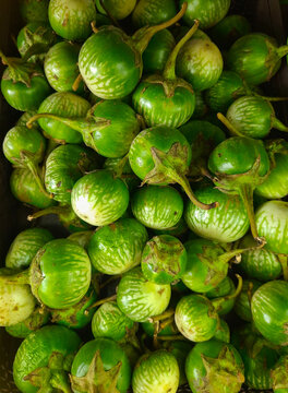 Eggplant or terong lalap hijau fresh foods vegetable agriculture organic healthy. Popular food from West Java, Indonesia