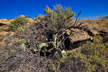 Valley of Fires lava field is considered one of the youngest lava flows in the United States, with the various formations created around 10,000 years ago.