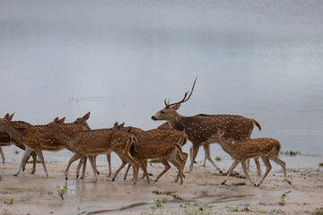 A spotted deer stag surrounded by its herd at the side of a lake.