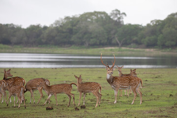 A spotted deer stag surrounded by its herd at the side of a lake.