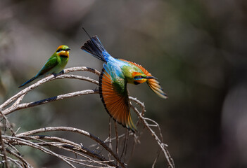 Colourful and beautiful wild rainbow bee-eater (Merops ornatus) departing a perch, Perth, Western Australia