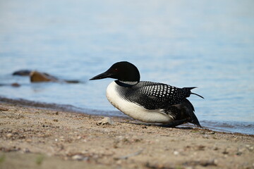 Male Common Loon making his way onto beach to sit on nest of eggs