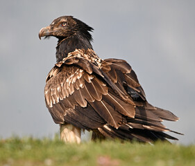 A serious bearded vulture in spain