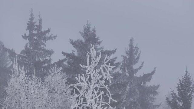 AERIAL: Frosty trees and branches enveloped in thick winter fog. Mix of evergreens and leafless trees creates dreamy, monochrome palette, reflecting stillness and subtle textures of a frozen forest.