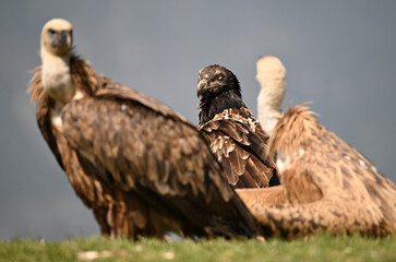 a majestic bearded vulture in the mountain on spain