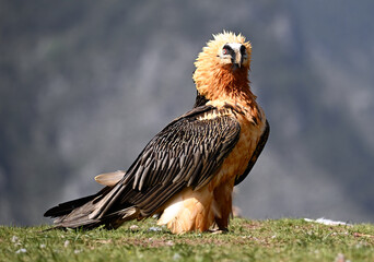 a majestic bearded vulture in the mountain on spain