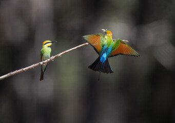 Colourful and beautiful wild rainbow bee-eater (Merops ornatus) landing on a perch with its partner, caught a moth, Perth, Western Australia