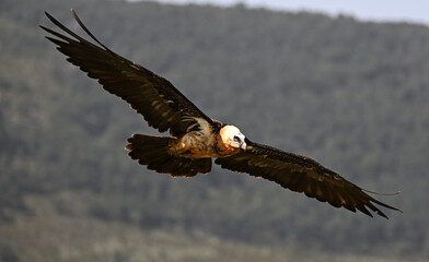 a beautiful bearded vulture on spain