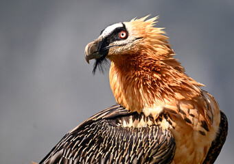 a majestic bearded vulture in the mountain on spain