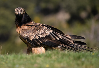 Fototapeta premium a powerful bearded vulture in the mountain