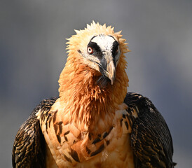 a majestic bearded vulture in the mountain on spain