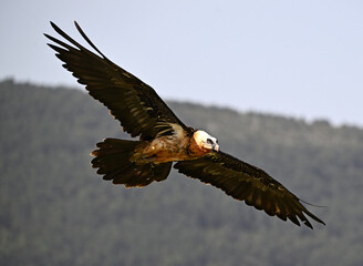 Obraz premium a powerful bearded vulture in the mountain
