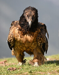 a majestic bearded vulture in the mountain on spain