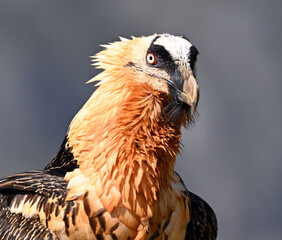 a beautiful bearded vulture on spain