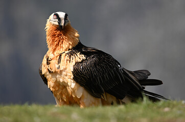 a powerful bearded vulture in the mountain