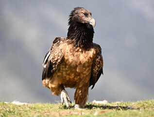 a powerful bearded vulture in the mountain