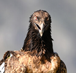 a powerful bearded vulture in the mountain