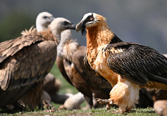 A serious bearded vulture in spain