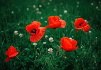 Fototapeta premium Vibrant red poppy flowers with velvety petals blooming in a lush green summer field