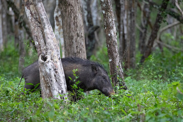 A wild boar scrummaging through the jungles of Wilpattu national park.