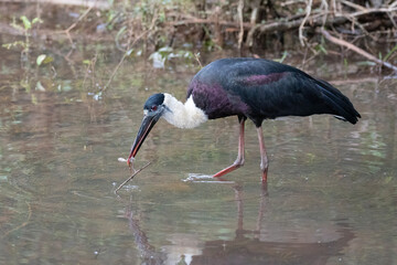 A woolly necked stork catches a prey in a waterhole.