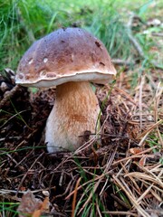 mushroom in the forest