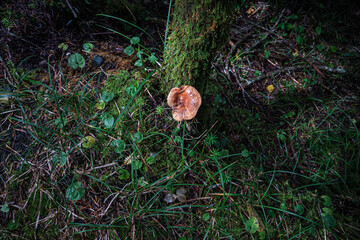 長野県八ヶ岳北横岳根元のきのこ