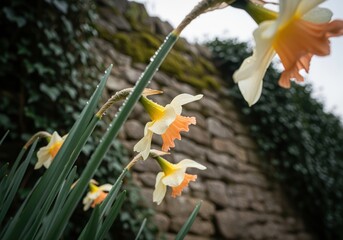 Elegant peach and cream narcissus flowers covered in fresh raindrops near a stone wall