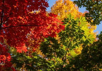 Bright red, yellow, and green maple leaves illuminated by sun in autumn forest.