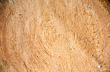 Fototapeta premium Close up of a freshly cut tree trunk showing its prominent concentric growth rings and fine sawdust texture. The wood is a light, natural brown color