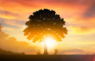 Lonely tree silhouette with sunrise light and colorful sky in the background
