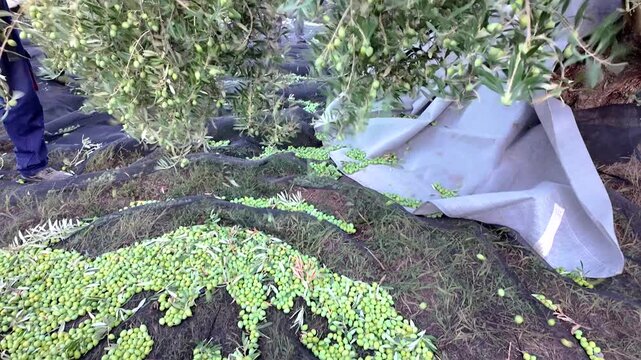 Mechanical shaker harvesting olives for olive oil production