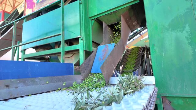 Industrial olive oil production process harvesting and filtering
