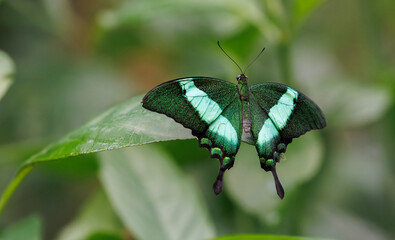 Shiny green Butterfly Emerald swallowtail, emerald peacock, or green-banded peacock. Papilio palinurus. Native to South East Asia