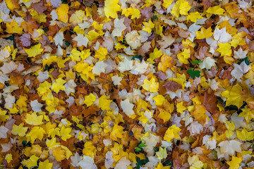 Colourful leaves on the ground in autumn around Thun, Switzerland