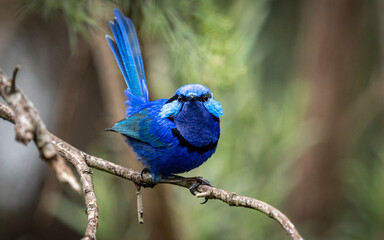 Splendid Fairywren 