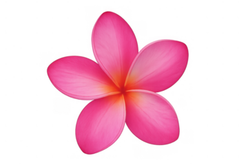 Pink plumeria flower with orange center, a beautiful tropical frangipani bloom on transparent background