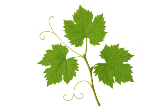 Grape vine branch with fresh leaves and curling tendrils isolated on white