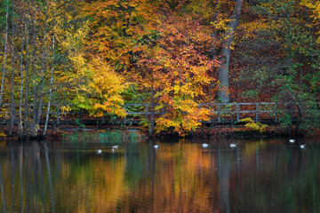 Beautiful autumn colors at Soderasen National Park in Sweden